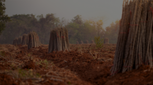 eu deforestation regulation
