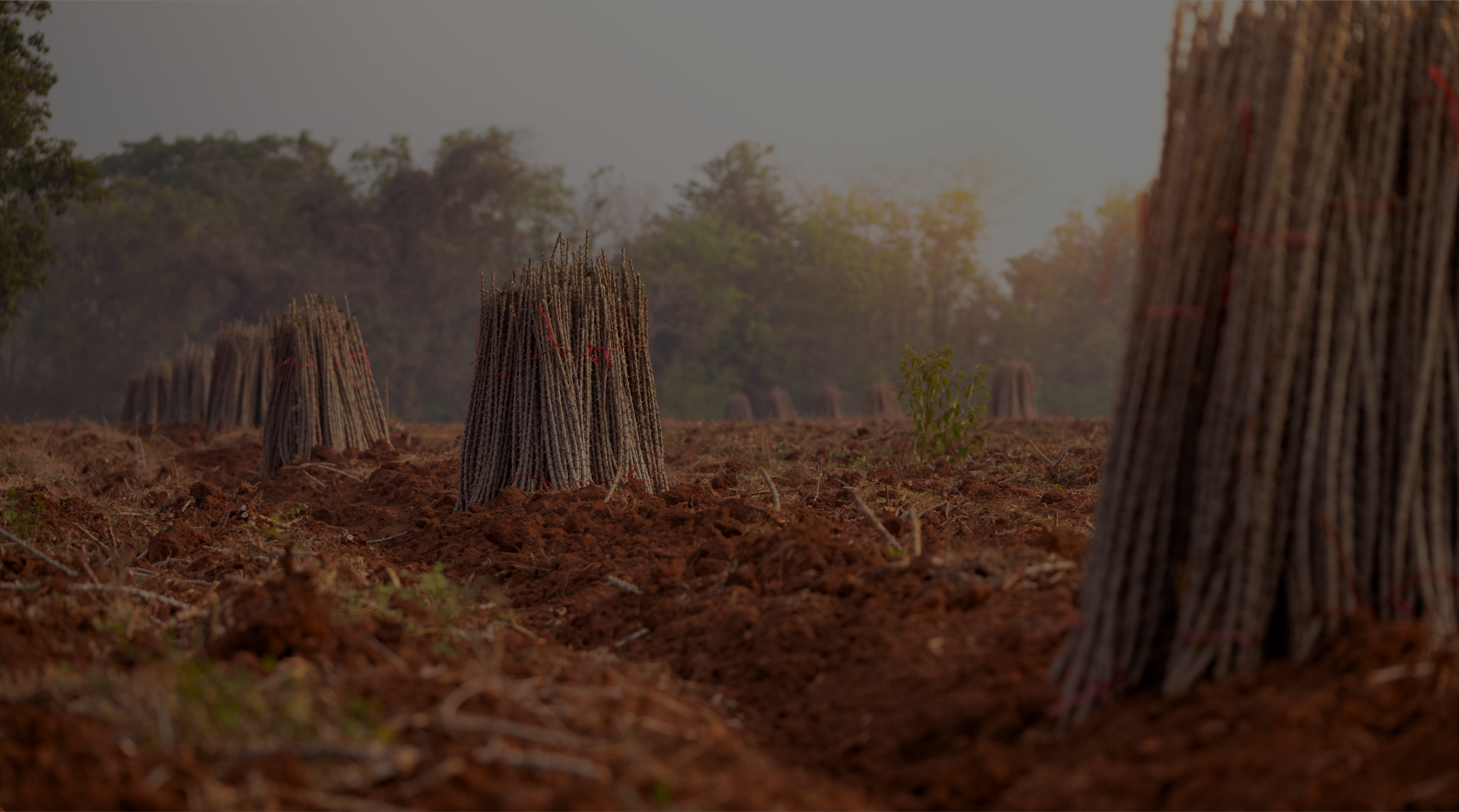 eu deforestation regulation